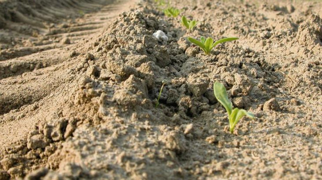 Bei der Zuckerrübensaat sollte der Boden abgetrocknet sein, damit sich die Rüben gut entwickeln können. (Bild BauZ)