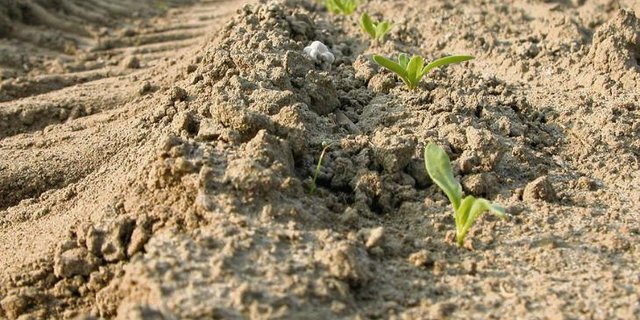 Bei der Zuckerrübensaat sollte der Boden abgetrocknet sein, damit sich die Rüben gut entwickeln können. (Bild BauZ)