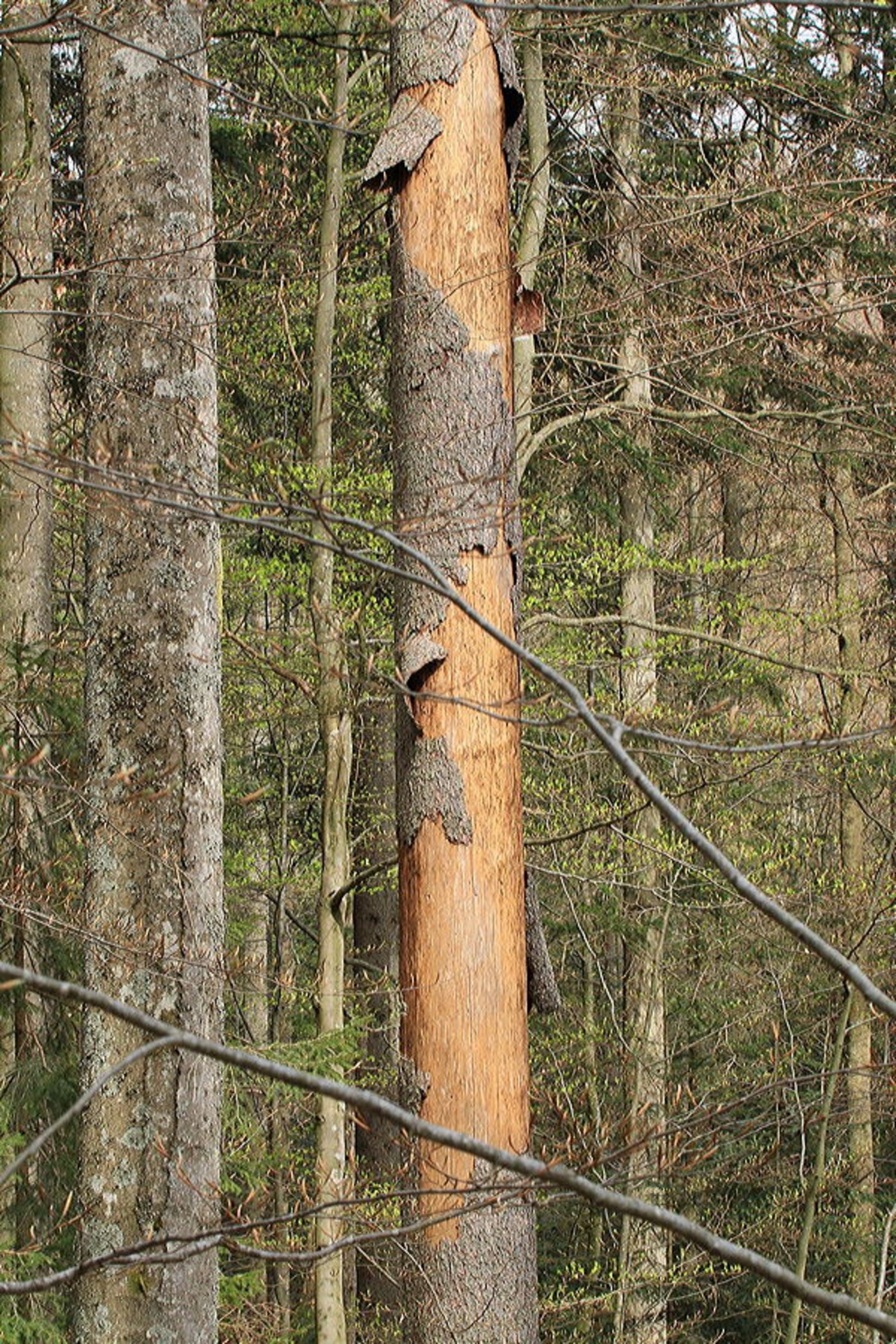 Von abgestorbenen Bäumen blättert die Rinde ab. Sind darin keine Käfer oder Larven mehr, sollte man den Stamm noch etwa einen Monat stehen lassen. (Bild Beat Wermelinger/WSL)