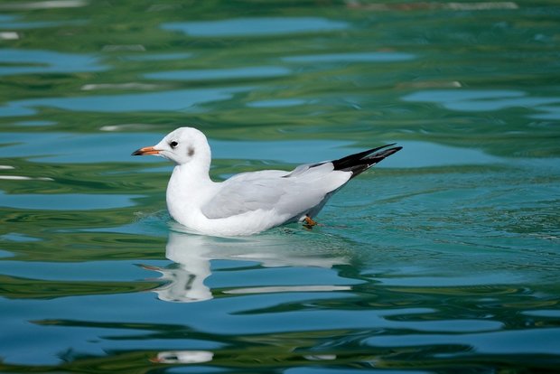 Erster Fall von Vogelgrippe in der Schweiz Das Vogelgrippe-Virus ist bei einer Möwe in Schaffhausen nachgewiesen worden. (Bild Pixabay)
