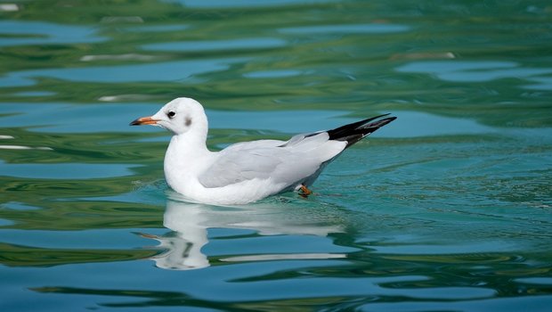 Erster Fall von Vogelgrippe in der Schweiz Das Vogelgrippe-Virus ist bei einer Möwe in Schaffhausen nachgewiesen worden. (Bild Pixabay)