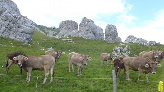 Die Rinder sind bei Wandern ein beliebtes Fotosujet. Manchmal kann dies aber zu brenzligen Situationen führen. (Bild David Moog)