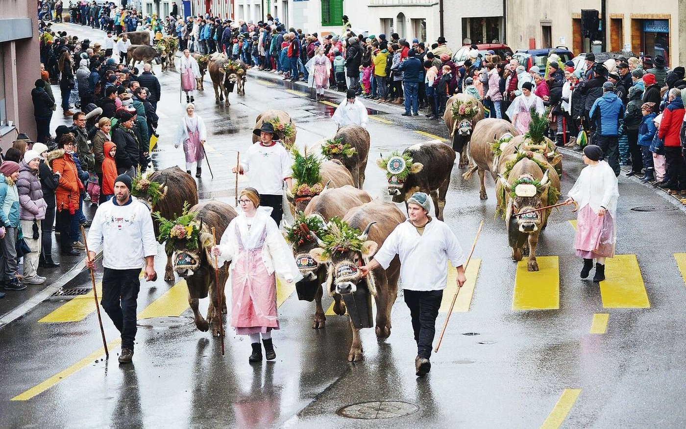Die Original-Braunvieh-Herde der Familie Waldvogel zieht durch die Strassen von Arth. 