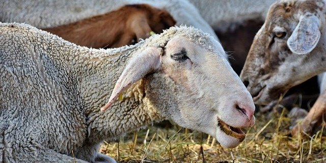 Der Schafhalter soll laut seinem Nachbar seine Tiere misshandelt haben. (Symbolbild Pixabay)