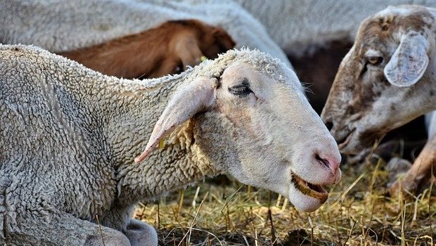 Der Schafhalter soll laut seinem Nachbar seine Tiere misshandelt haben. (Symbolbild Pixabay)