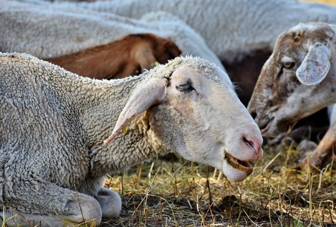 Der Schafhalter soll laut seinem Nachbar seine Tiere misshandelt haben. (Symbolbild Pixabay)