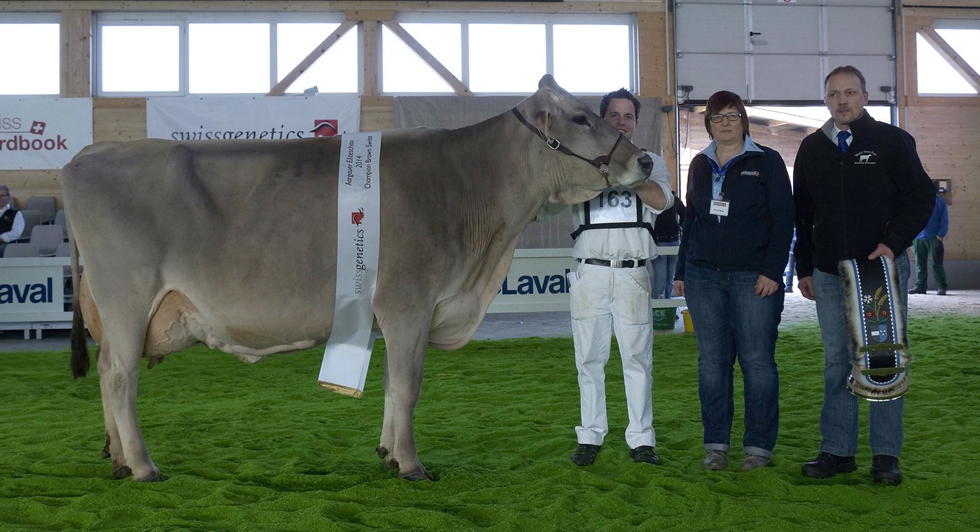 Braunvieh Champion Finesse