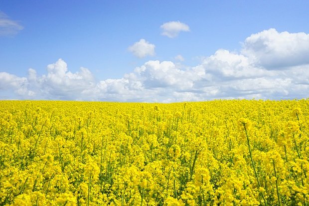 Laut Swiss Granum soll es nächstes Jahr eine höhere Raps-Ernte geben als im aktuellen Jahr. (Bild Pixabay)