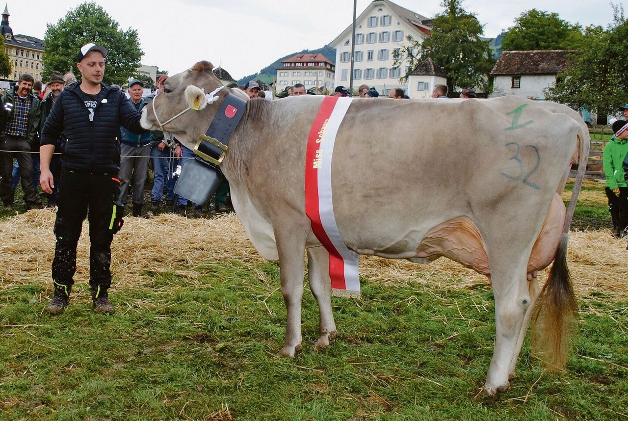 Miss Schwyz BS: Die zweitlaktierende Phil Roxy von Roman Büeler, Seewen.