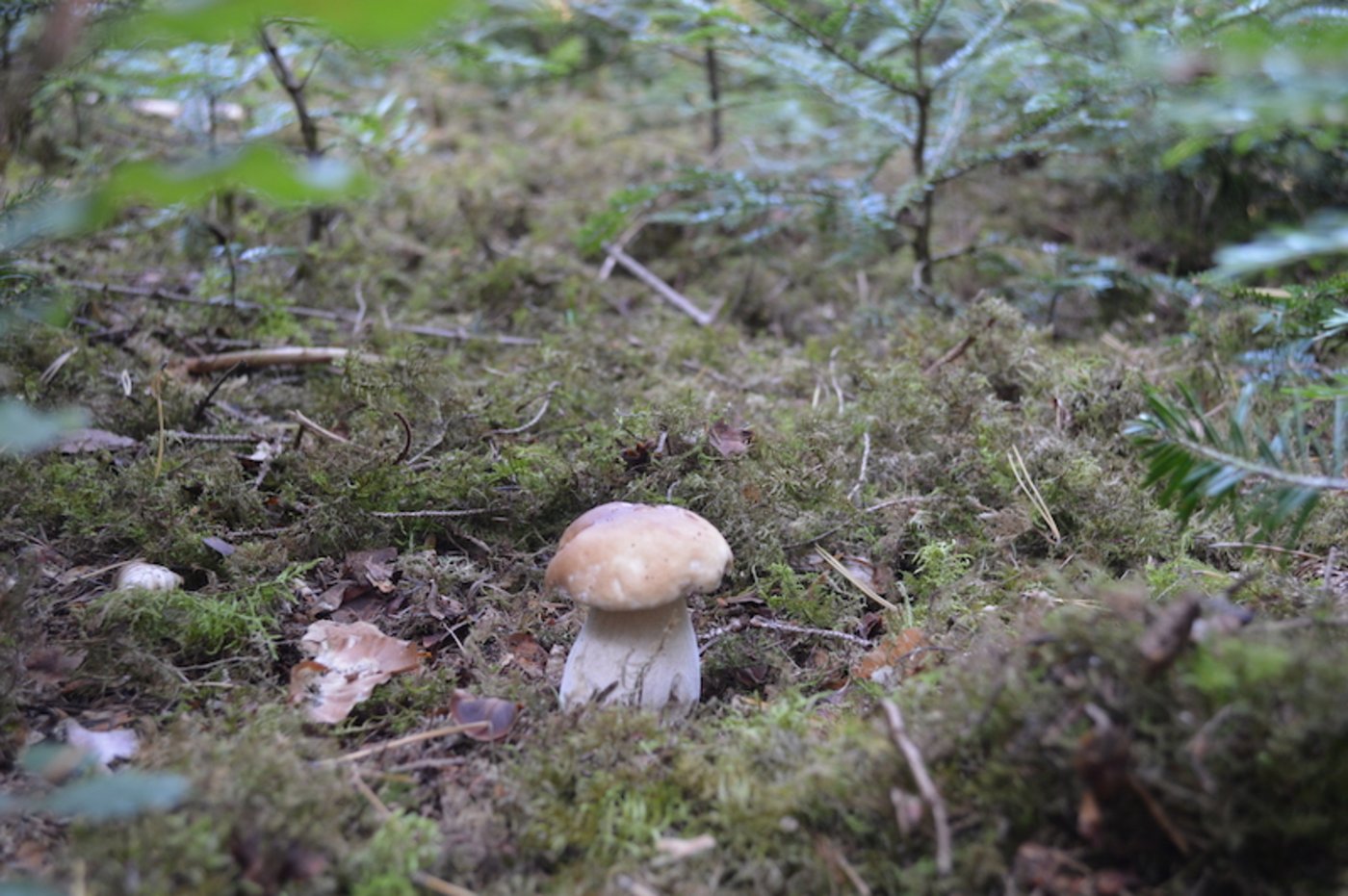 Sogar ein Steinpilz findet Laubscher trotz ungünstigem Pilzwetter.