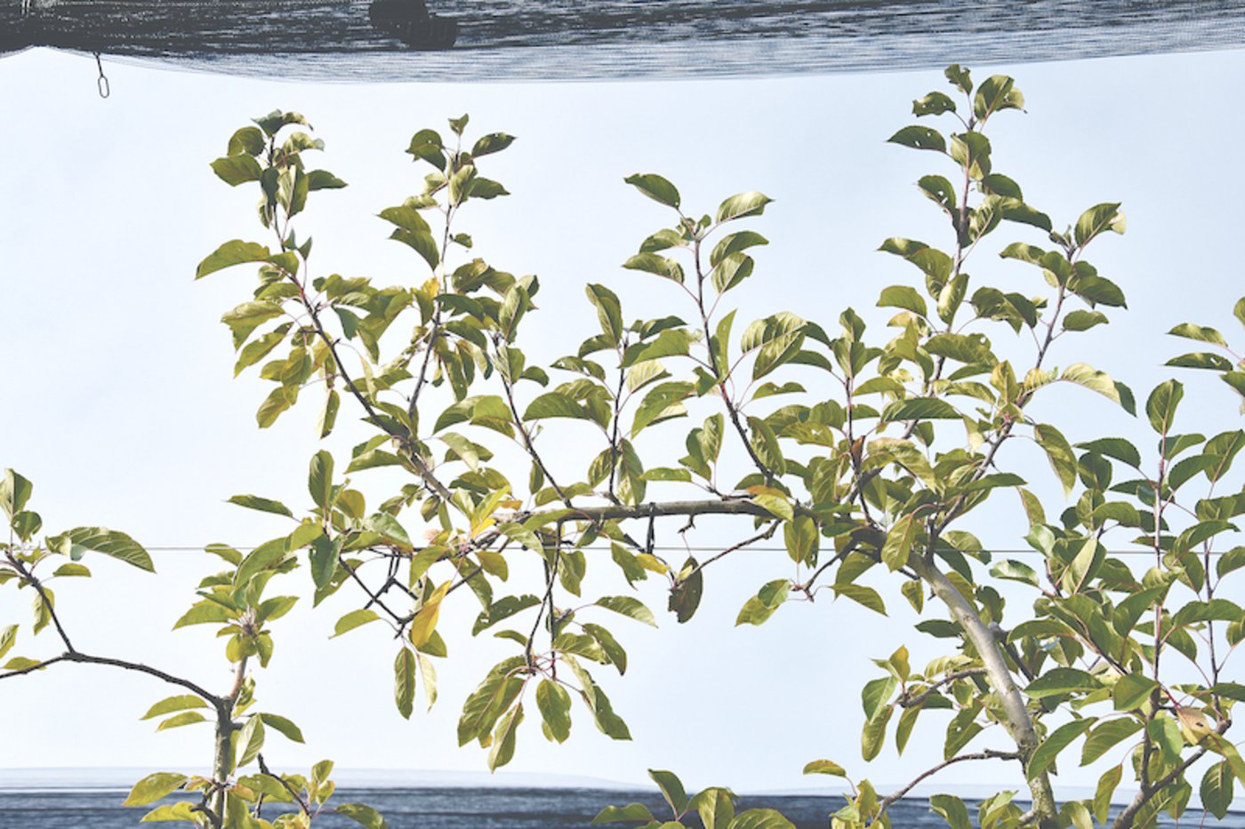 Starke Baumkronen können Fruchtentwicklung hemmen. (Bild ke)