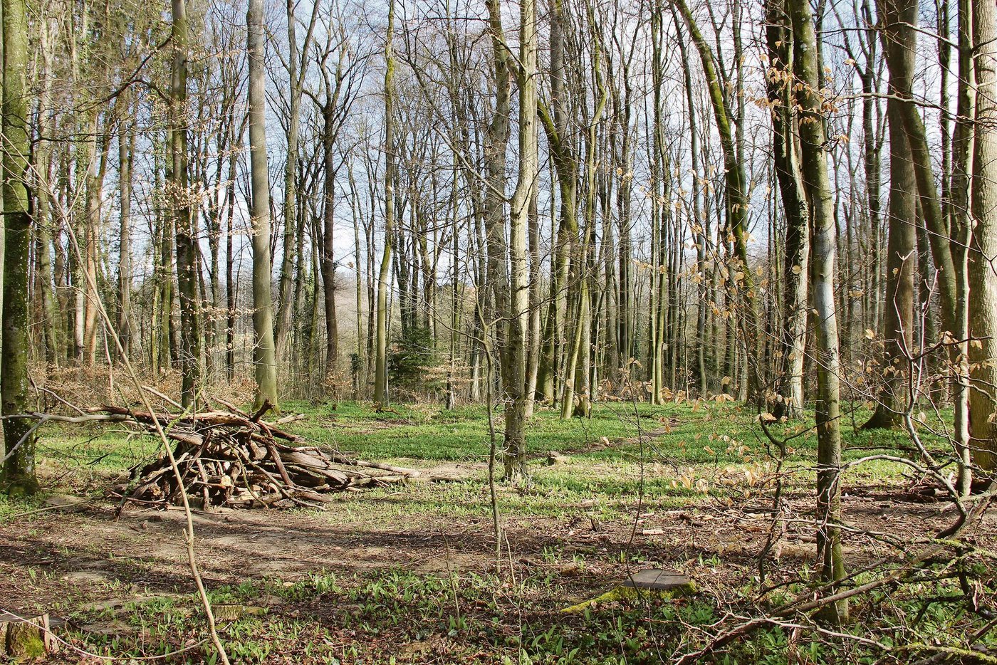 Ein naturnaher Wald wird in Ausnahmezeiten als Erholungsraum besonders wichtig. Für die Bevölkerung ist er zwar gratis, kostenlos ist er aber nicht. (Bilder Ruth Steffen)