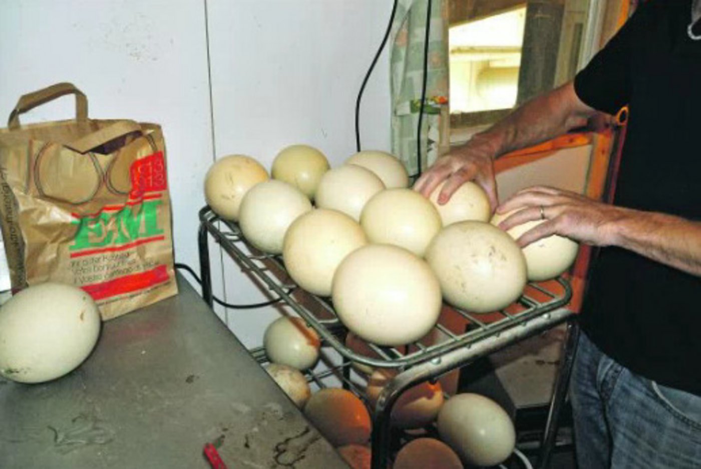 Die Eier sind gross und haben gerne paar Tage kühlere Temperaturen vor dem Schlüpfen.