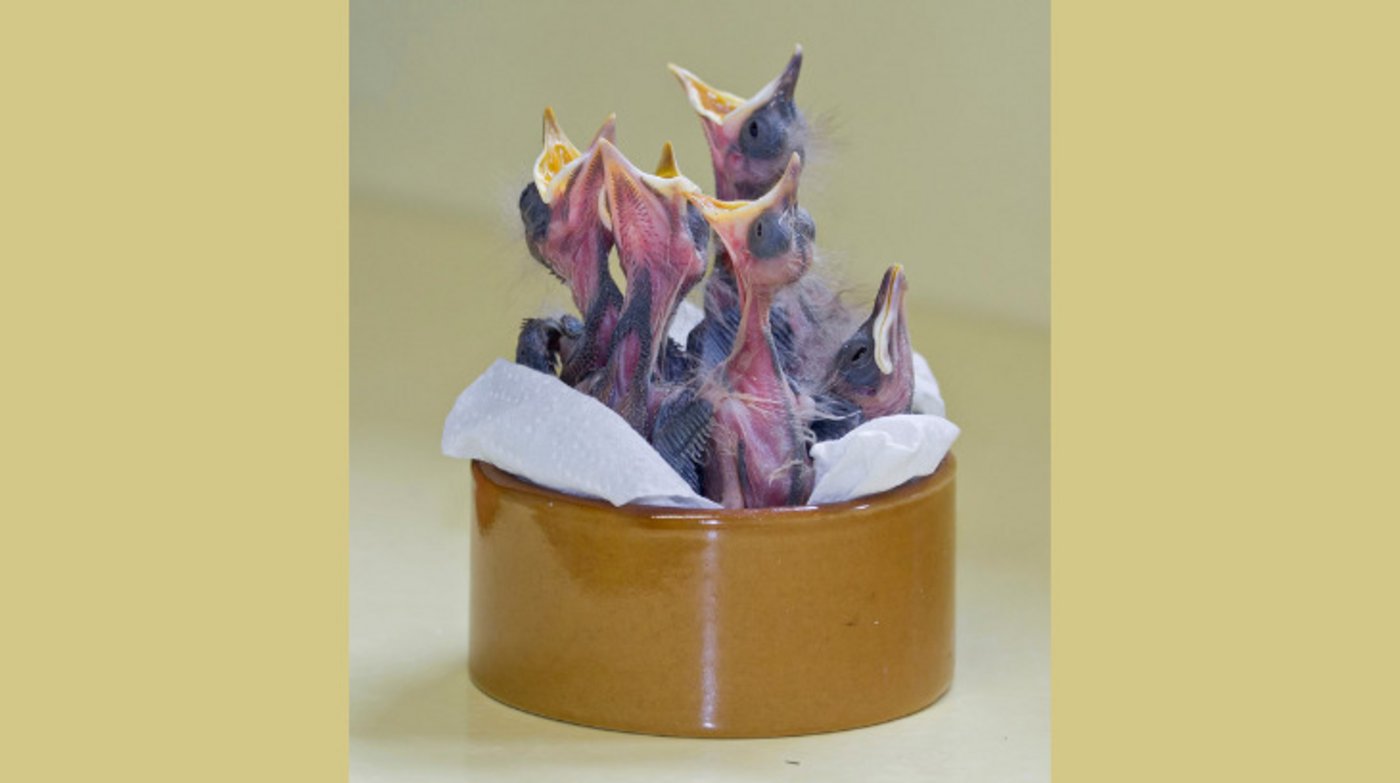 Im Gegensatz dazu sind diese Amselnestlinge noch vollkommen hilflos und müssen gewärmt werden. Solche kaum befiederten Nestlinge sind immer ein Fall für eine Pflegestation. (Bild Vogelwarte)