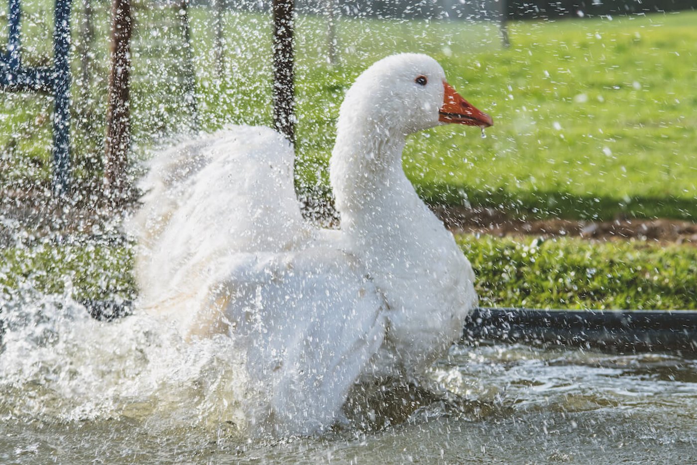 Weidegänse brauchen eine Badegelegenheit. (Foto: Marion Nitsch)