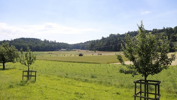 Ein Grossteil der derzeit noch dynamischen Waldgrenzen im Aargau betreffen Landwirtschaftsland. (Bild ji)