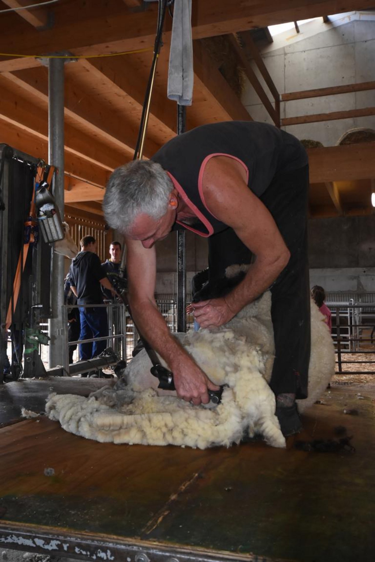 Andy Fuchs beim Schafscheren. (Bild Andreas Walker)