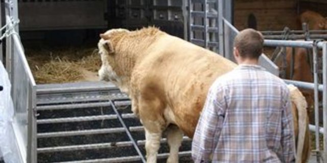 Österreich konnte letztes Jahr rund einen Drittel weniger Nutzvieh exportieren als noch 2012. (Bild: LID)