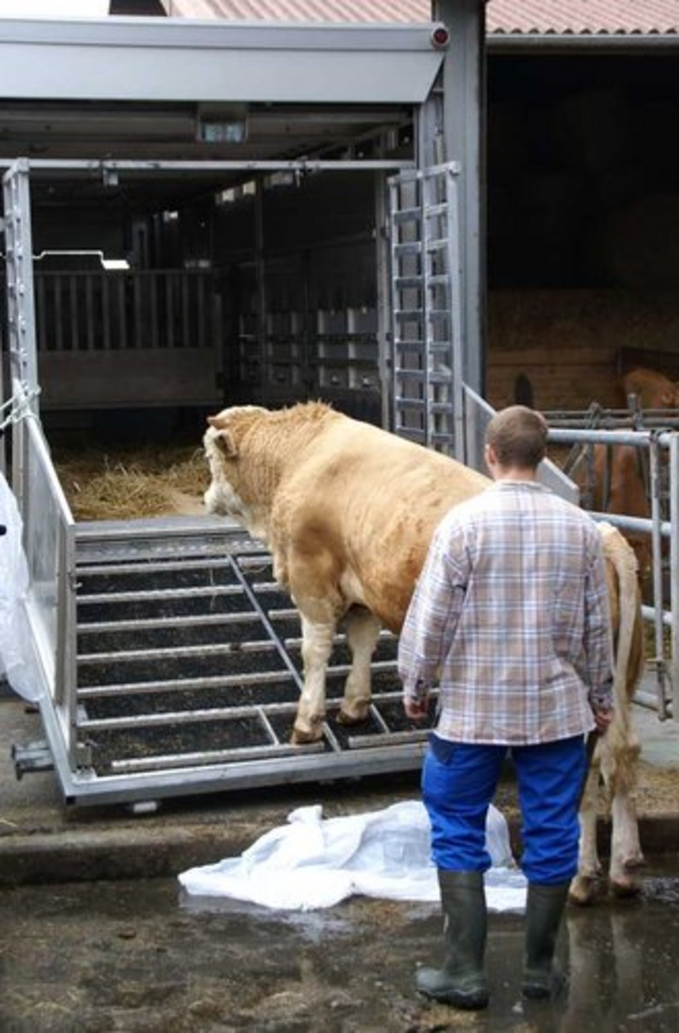 Österreich konnte letztes Jahr rund einen Drittel weniger Nutzvieh exportieren als noch 2012. (Bild: LID)