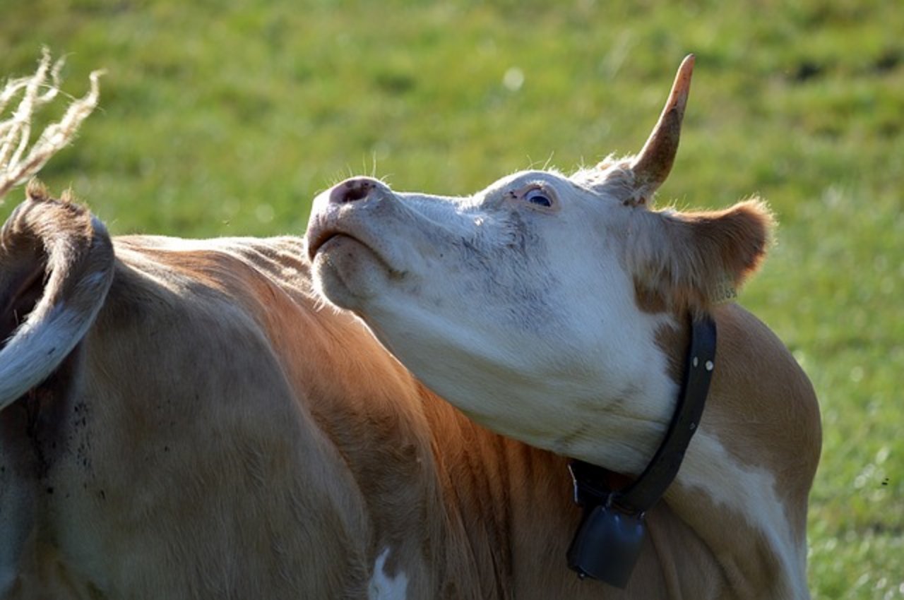 Die Identitas AG soll helfen Tierseuchen in der Schweiz zu bekämpfen. Ihre Aufgabe soll nun im Gesetz verankert werden. (Symbolbild Pixabay)