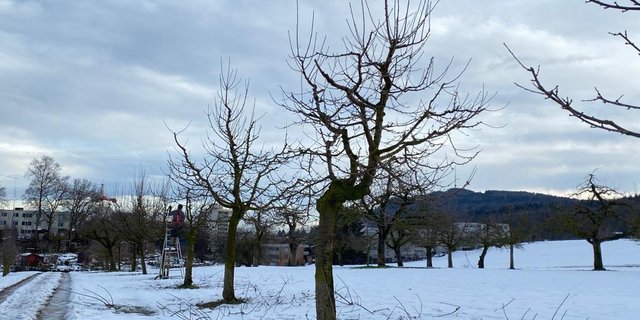Eine Hochstamm-Obstanlage während des Winterschnitts. Sie  schafft Lebensräume und ist wertvoll für die Biodiversität. (Bild BauernZeitung/Katrin Erfurt)
