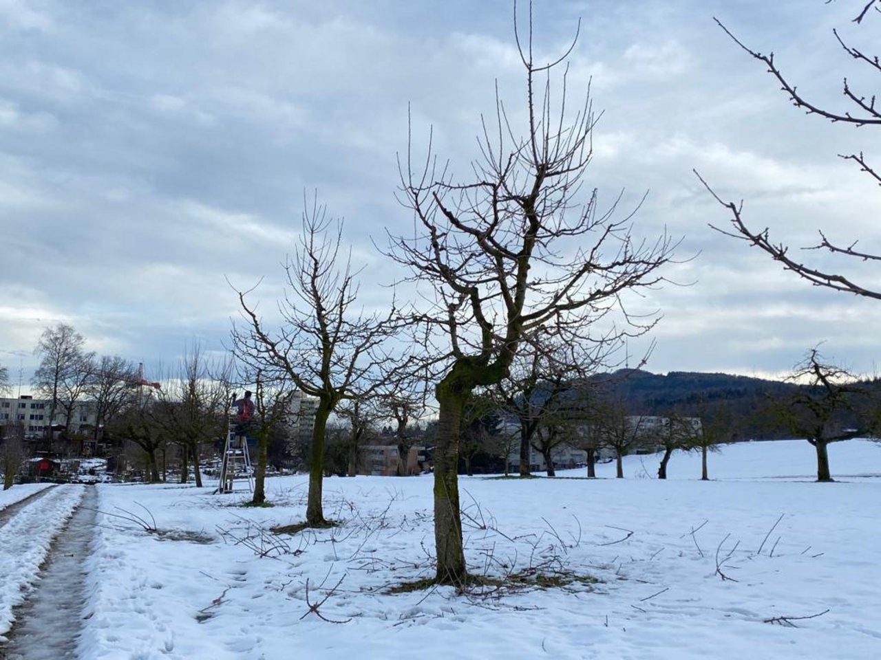 Eine Hochstamm-Obstanlage während des Winterschnitts. Sie schafft Lebensräume und ist wertvoll für die Biodiversität. (Bild BauernZeitung/Katrin Erfurt)