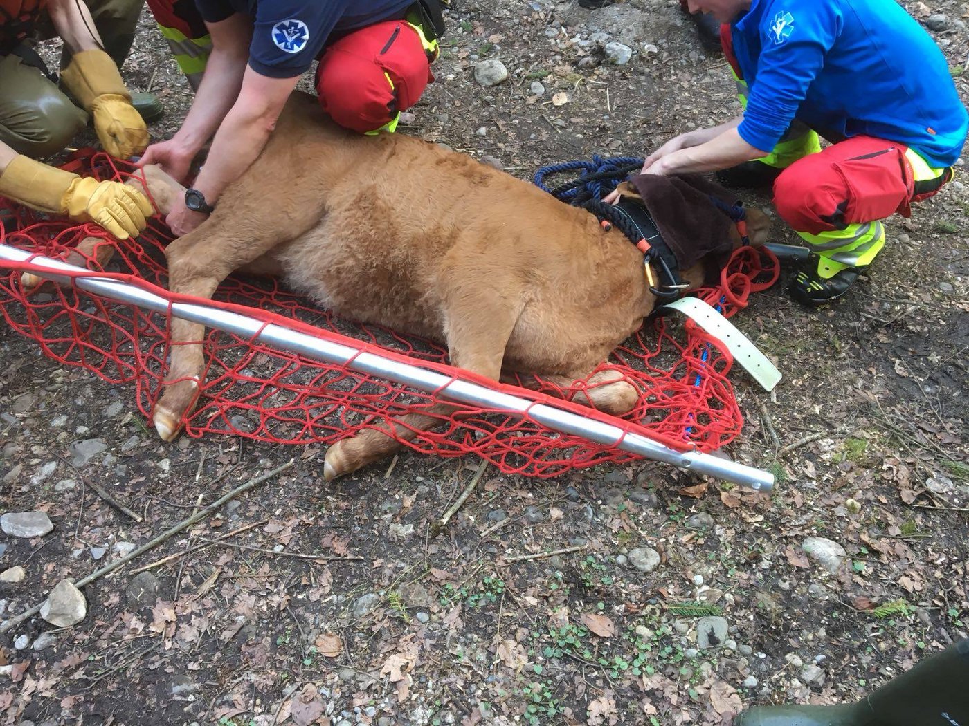 Anschliessend wurde es betäubt und ...