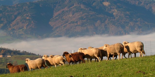  Der Anteil infektiöser Larven erreicht in den Monaten September und Oktober ihren Höhepunkt. Dies ist besonders auf Standweiden extrem. Bild: Agrarfoto