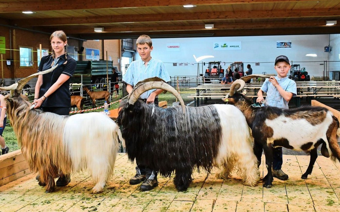 Die Elite der Kupferhals-, der Walliser Schwarzhals- und der Tauernscheckenziegen fiel durch ihr langes Haarkleid und ihre markanten Hörner auf. 