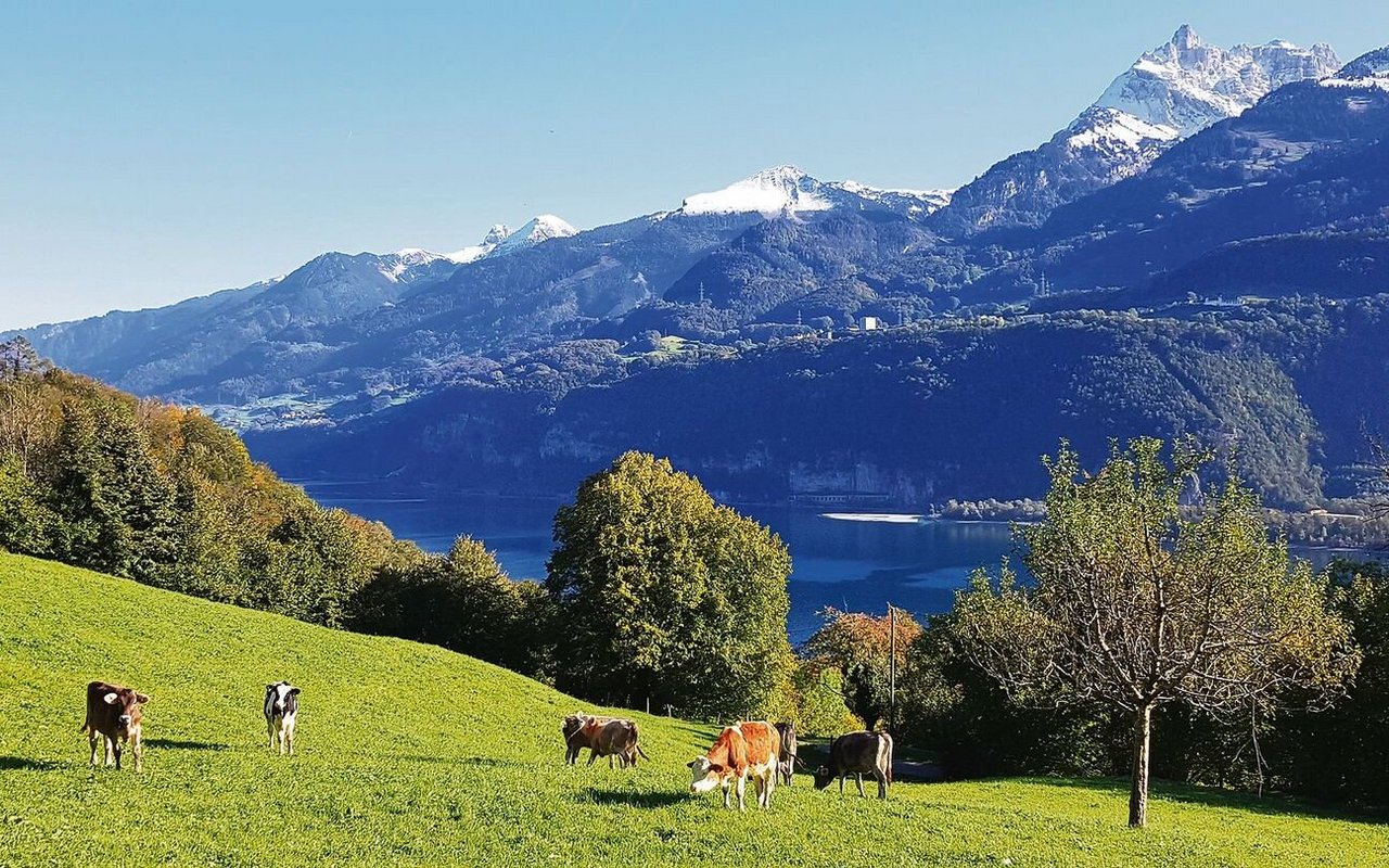 Vom neuen Schulungsraum geniesst man eine schöne Aussicht auf die weidenden Rinder und den Walensee. 