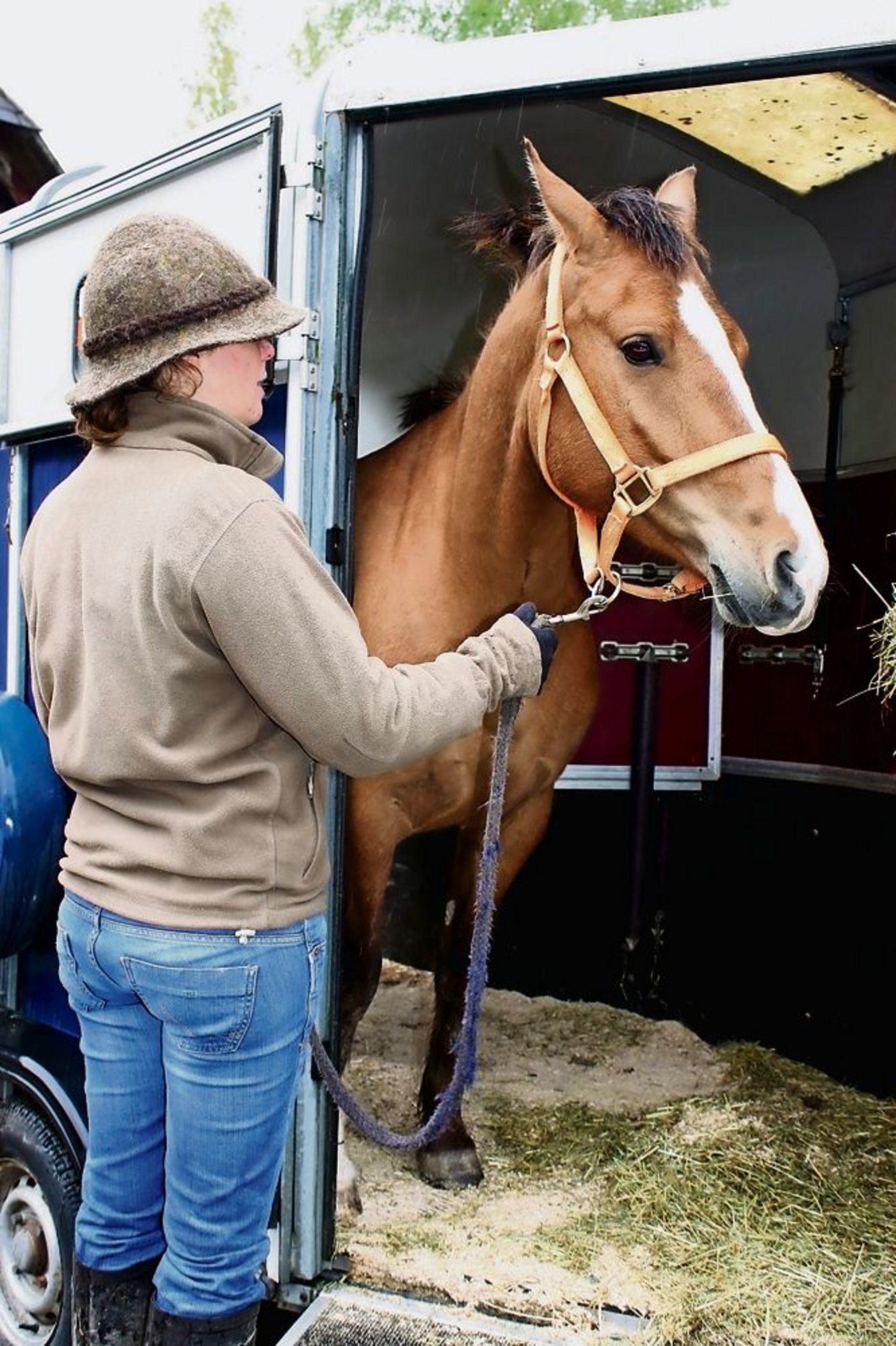  Am Zoll werden Pferde im Normalfall zur Begutachtung nicht ausgeladen. Der Tierarzt sollte diese aber vorgängig untersuchen. (Symbolbild Simone Barth)