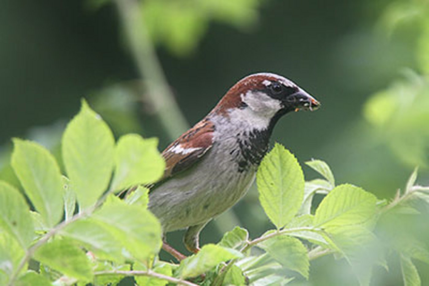 Der Spatz wurde 2014 am häufigsten gesichtet. (Bild SVS/BirdLife Schweiz)