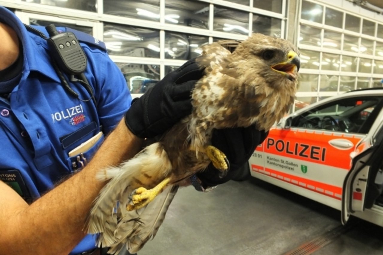 Der verletzte Mäusebussart wird zur Genesung in den Greifvogelpark in Buchs gebracht. (Bild Kantonspolizei St. Gallen)