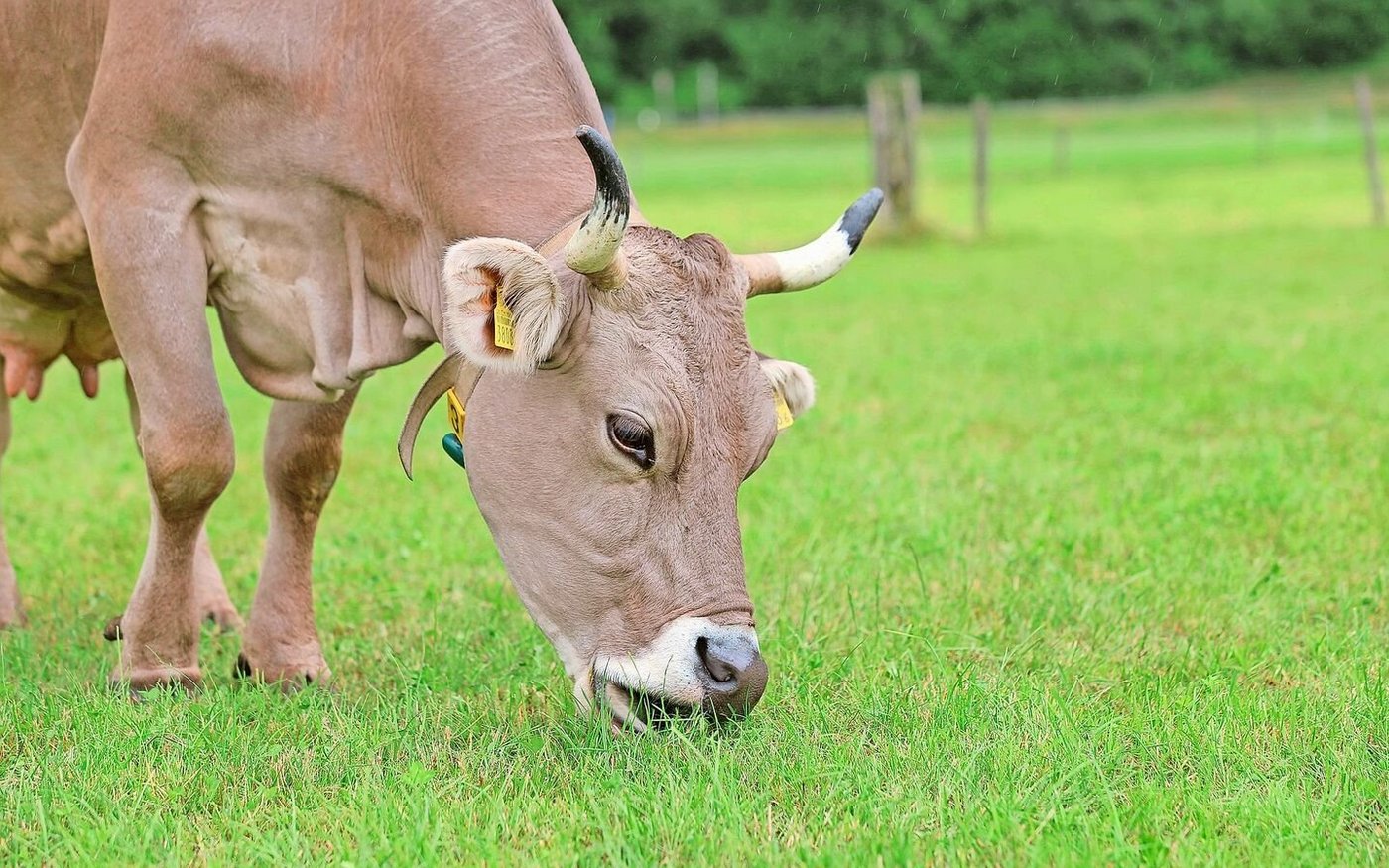 Weidegras im Spätsommer und Herbst hat tiefe Rohfaser- und Energiegehalte. Vor allem bei frisch gekalbten Kühen sollte die Ration mit gutem Dürrfutter vom ersten Schnitt oder Silomais ergänzt werden.