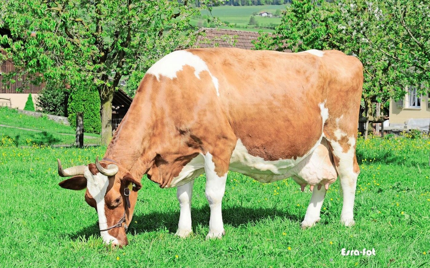 Vital Nora leistete in ihrem Leben 101 288 kg Milch. Sie war ein Zwilling und ihre Mutter war eine Coeur-Tochter