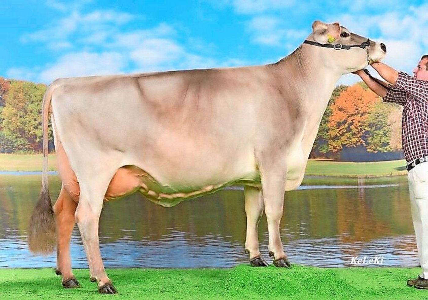 Die Braunviehkuh Sina ist mit ihrer Langlebigkeit, dem guten Milchgehalt und dem exzellenten Exterieur David Forrers Lieblingskuh.