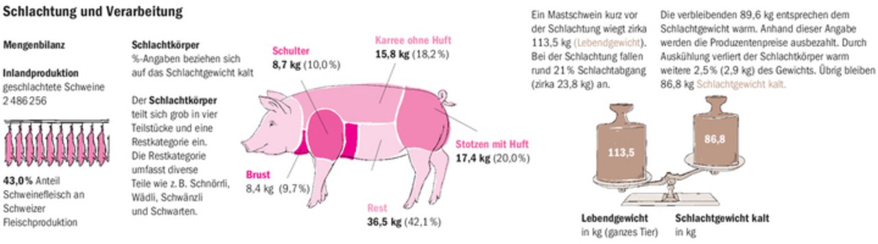 Rund 113 kg bringt ein schlachtreifes Mastschwein auf die Waage, der Schlachtkörper wiegt dann noch 86,6 kg, wenn er ausgekühlt ist.