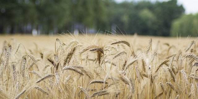 Wer weniger produziert, soll dafür auch finanziell belohnt werden, fordert die österreichische Landwirtschaftskammer. (Symbolbild Pixabay)