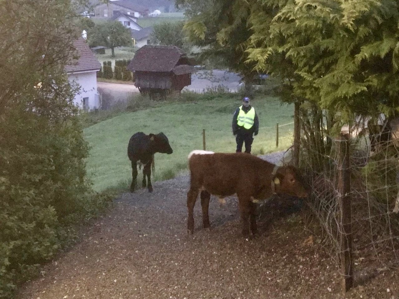 Die beiden Rinder konnten sicher wieder auf ihre Weide gebracht werden. (Bild Kantonspolizei Aargau)
