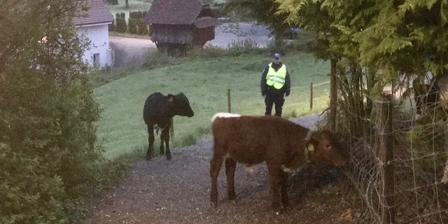 Die beiden Rinder konnten sicher wieder auf ihre Weide gebracht werden. (Bild Kantonspolizei Aargau)