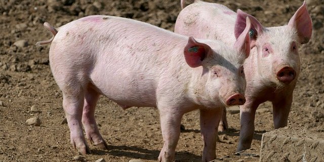 Das Angebot an Schweinen ist rar. (Bild pixabay)