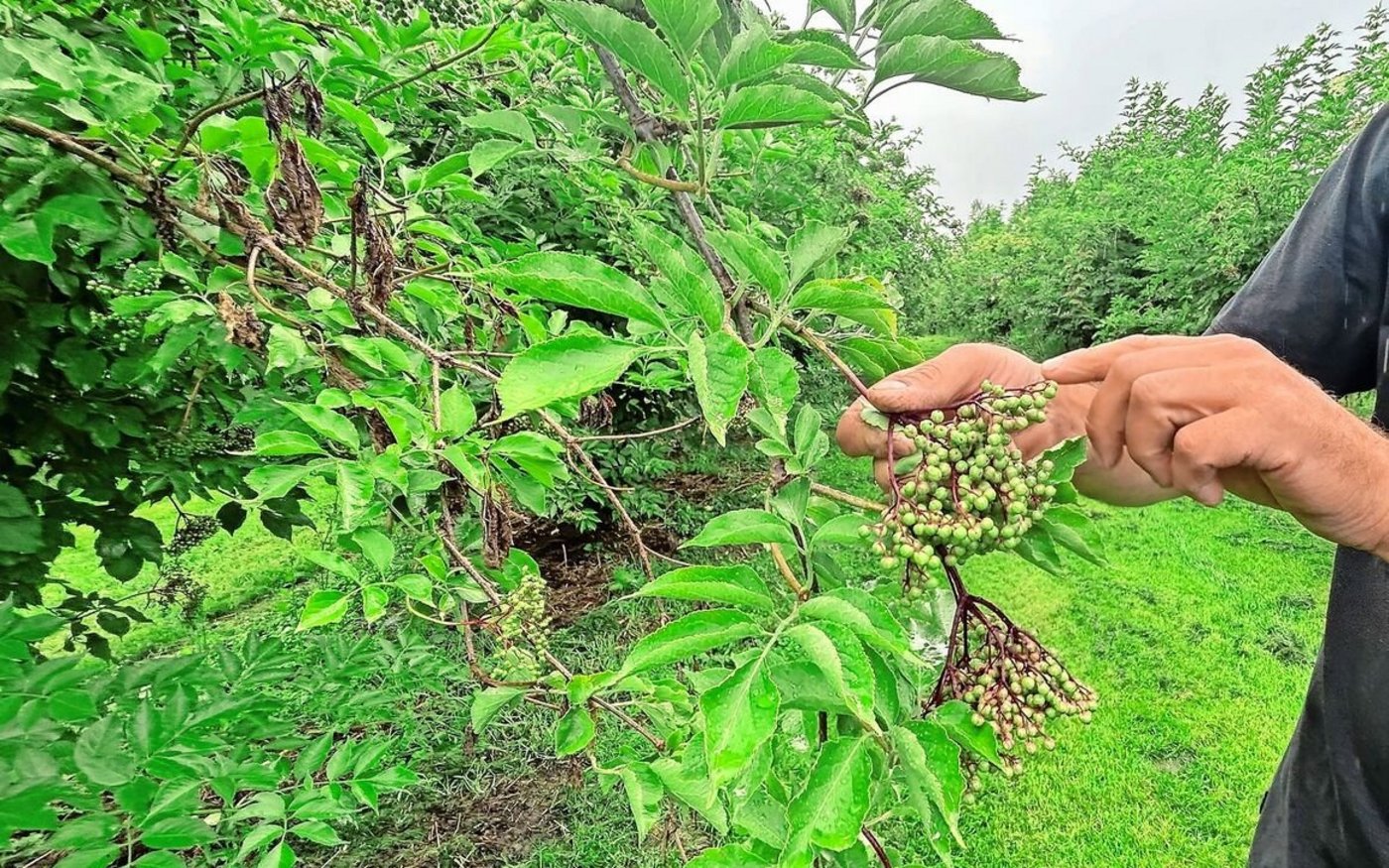 Die Holunderbeeren reifen ungleichmässig. Man muss sie lange hängen lassen, bis jede Beerentraube durchgehend ihre dunkle satte Farbe hat.