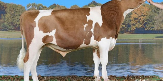 Lons Tauron führt die Rangliste beim Swiss Fleckvieh an.  Er wurde gezüchtet von Hans Peter Glauser, Häutligen. (Bild KeLeKi)