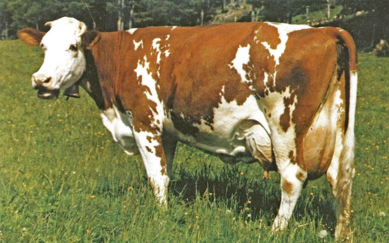 Sie schrieb vor 40 Jahren Geschichte: Bieris Kuh Cress Lerche mit einer Höchstleistung von 12 111 kg Milch und einer Widerristhöhe von 170 cm. 