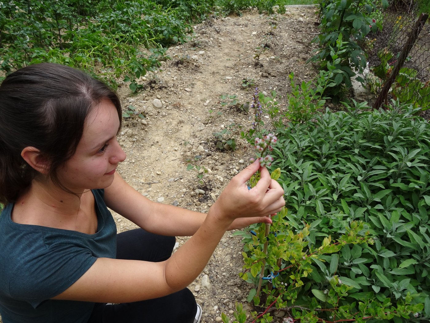 Ihre Mutter hatte die Idee mit den Trüffelbäumen schon lange. Dann hat Tamara Widmer ein Angebot im Internet entdeckt und kurzerhand drei Exemplare – ein Holunder, eine Eiche und eine Tanne – bestellt.