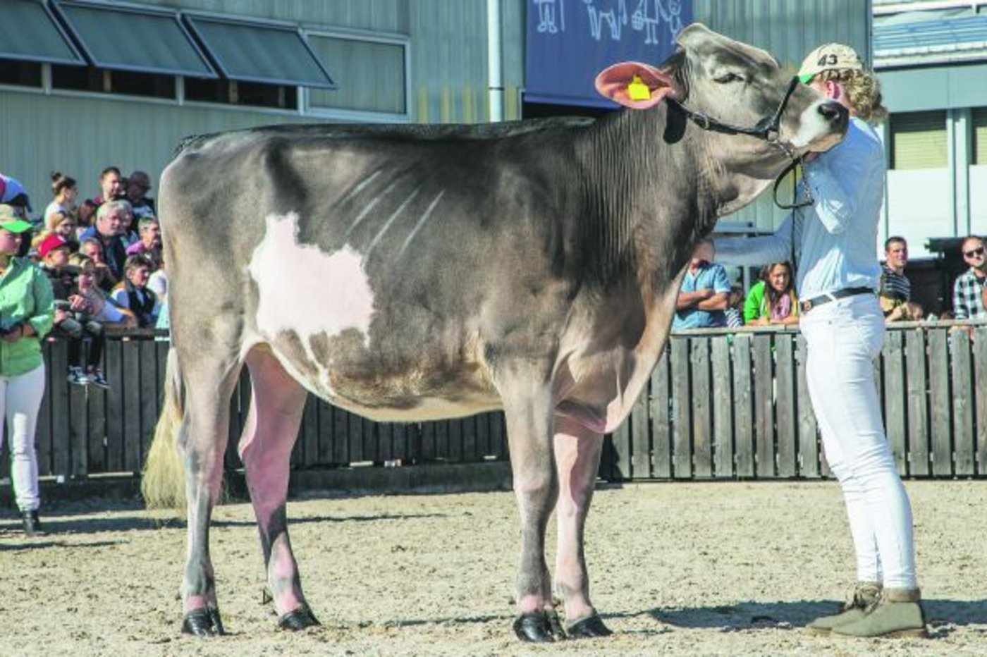 Dieses Rind zeigt zum Beispiel schon zu viel Weiss am Körper. (Bild studi pictures)