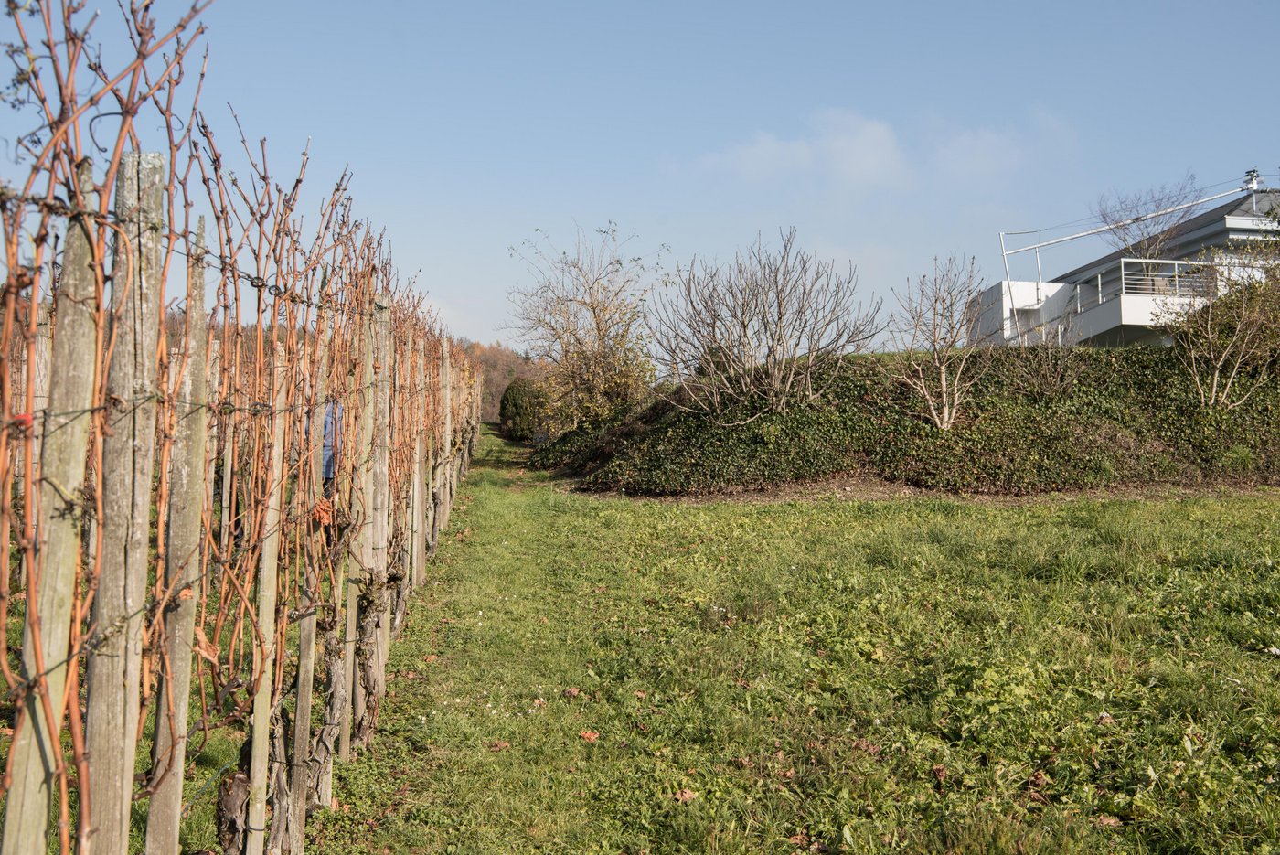 Blick auf die Gartenanlage, die in der Rebbauzone erstellt worden ist. Bild: Till Forrer
