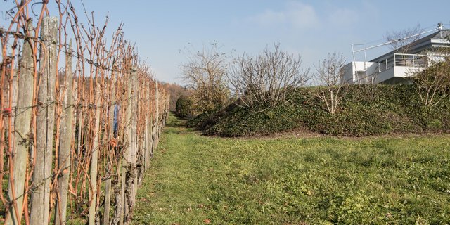 Blick auf die Gartenanlage, die in der Rebbauzone erstellt worden ist. Bild: Till Forrer