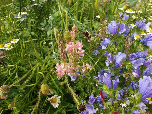 Zu wenig Schutzgebiete für bedrohte Arten in der Schweiz Das «Smaragd»-Netzwerk hat zum Ziel Biodiversität auf europäischer Ebene zu fördern. (Bild ji)