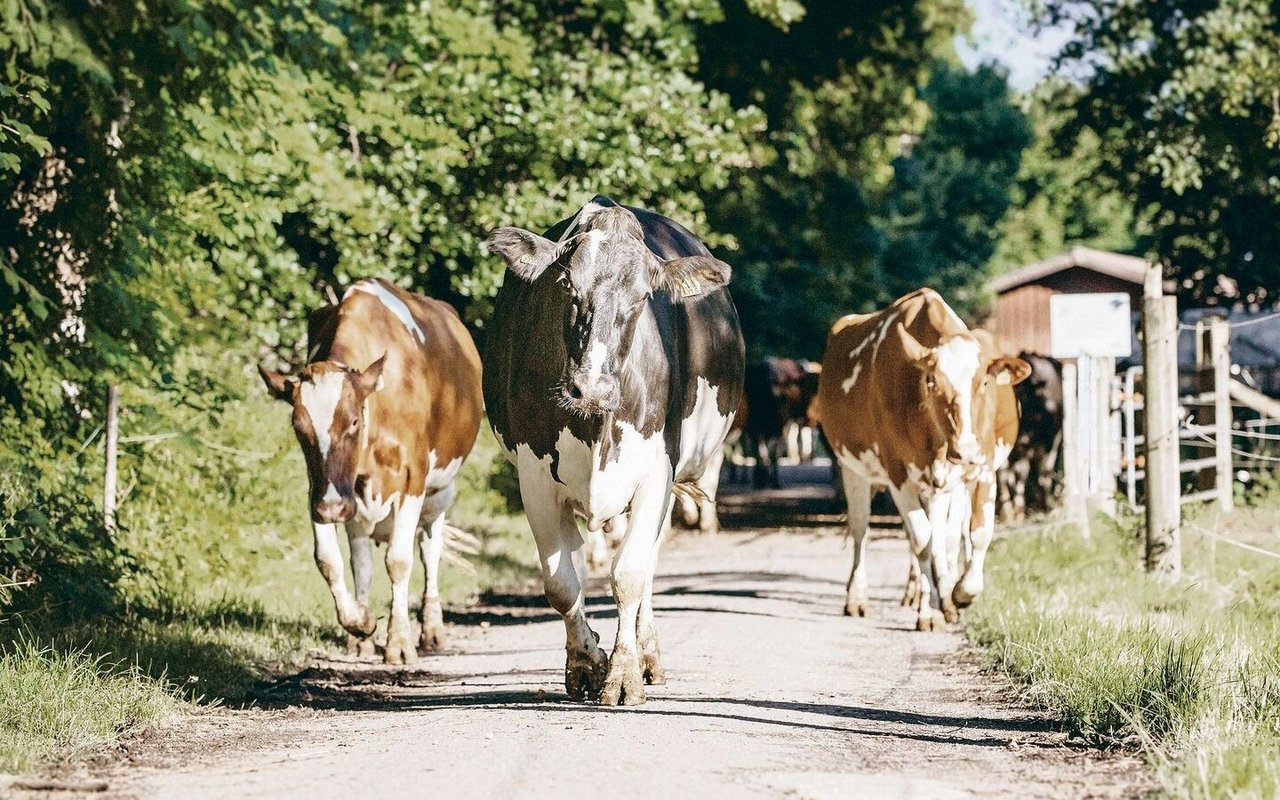 Schwarz vor Rot. Innert kürzester Zeit dürften bei Swissherdbook mehr Holsteiner im Herdebuch sein als Red Holsteiner. 